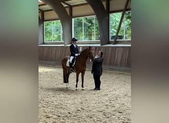 Pony tedesco, Giumenta, 18 Anni, 142 cm, Baio