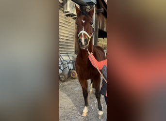 Pony tedesco, Giumenta, 18 Anni, 147 cm, Baio scuro