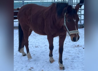 Pony tedesco, Giumenta, 18 Anni, 147 cm, Baio scuro