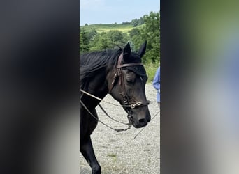 Pony tedesco, Giumenta, 18 Anni, 149 cm, Baio