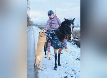 Pony tedesco, Giumenta, 19 Anni, 129 cm, Baio