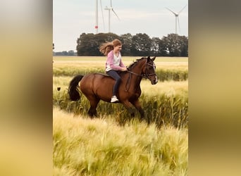 Pony tedesco, Giumenta, 19 Anni, 129 cm, Baio