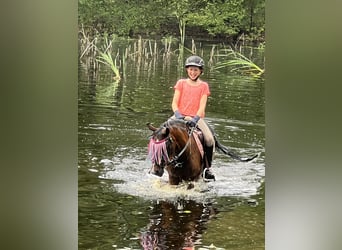 Pony tedesco, Giumenta, 19 Anni, 129 cm, Baio