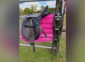 Pony tedesco, Giumenta, 19 Anni, 138 cm, Morello