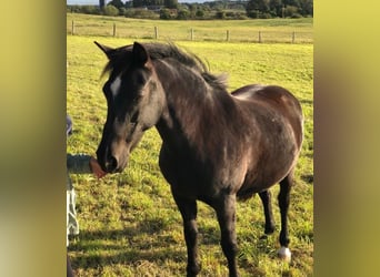 Pony tedesco, Giumenta, 19 Anni, 138 cm, Morello