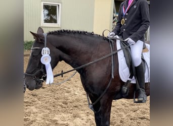 Pony tedesco, Giumenta, 19 Anni, 138 cm, Morello