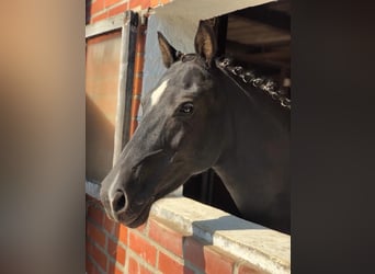 Pony tedesco, Giumenta, 19 Anni, 138 cm, Morello