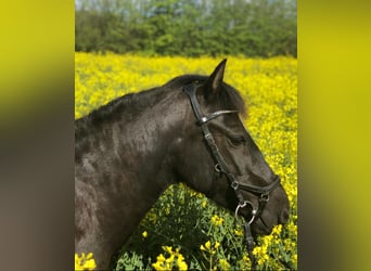 Pony tedesco, Giumenta, 19 Anni, 138 cm, Morello