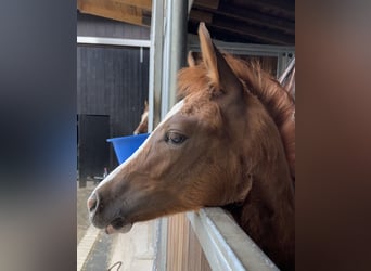 Pony tedesco, Giumenta, 1 Anno, 139 cm, Sauro