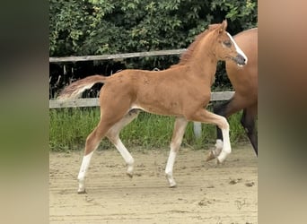 Pony tedesco, Giumenta, 1 Anno, 139 cm, Sauro