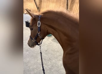 Pony tedesco, Giumenta, 1 Anno, 139 cm, Sauro