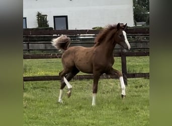 Pony tedesco, Giumenta, 1 Anno, 139 cm, Sauro