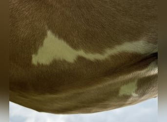 Pony tedesco, Giumenta, 1 Anno, 139 cm, Sauro