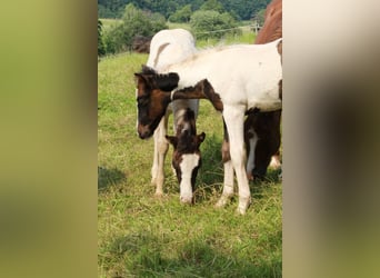 Pony tedesco Mix, Giumenta, 1 Anno, 140 cm, Pezzato