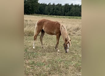 Pony tedesco, Giumenta, 1 Anno, 143 cm, Palomino