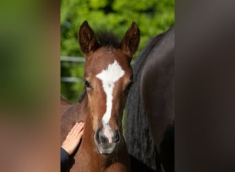 Pony tedesco, Giumenta, 1 Anno, 145 cm, Baio