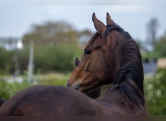 Pony tedesco, Giumenta, 1 Anno, 145 cm, Baio