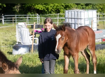 Pony tedesco, Giumenta, 1 Anno, 145 cm, Baio