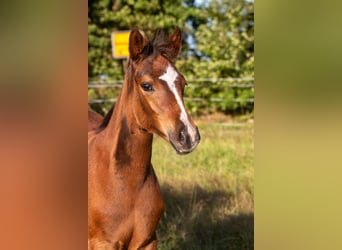 Pony tedesco, Giumenta, 1 Anno, 145 cm, Baio