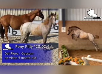 Pony tedesco, Giumenta, 1 Anno, 148 cm, Cremello