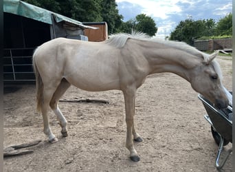 Pony tedesco, Giumenta, 1 Anno, 148 cm, Dunalino