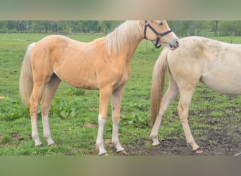 Pony tedesco, Giumenta, 1 Anno, 148 cm, Palomino
