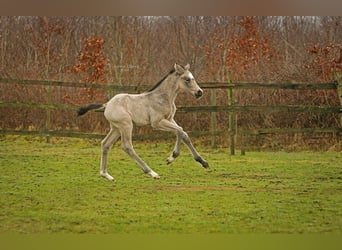 Pony tedesco, Giumenta, 1 Anno, 148 cm, Pelle di daino