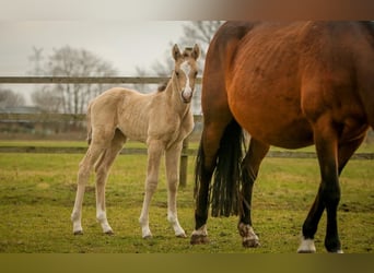 Pony tedesco, Giumenta, 1 Anno, 148 cm, Pelle di daino