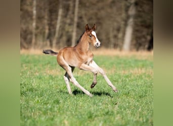 Pony tedesco Mix, Giumenta, 1 Anno, 155 cm, Baio