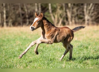 Pony tedesco Mix, Giumenta, 1 Anno, 155 cm, Baio