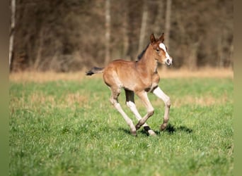 Pony tedesco Mix, Giumenta, 1 Anno, 155 cm, Baio