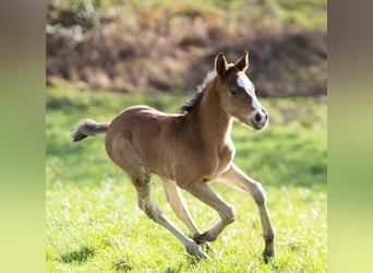 Pony tedesco Mix, Giumenta, 1 Anno, 155 cm, Baio