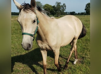 Pony tedesco, Giumenta, 1 Anno, 155 cm, Pelle di daino