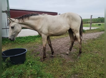 Pony tedesco, Giumenta, 1 Anno, 155 cm, Pelle di daino