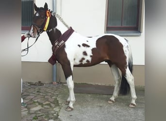 Pony tedesco Mix, Giumenta, 1 Anno, 160 cm, Pezzato