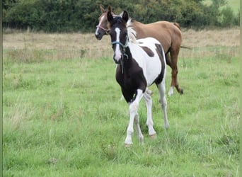 Pony tedesco Mix, Giumenta, 1 Anno, 160 cm, Pezzato