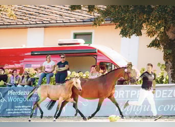Pony tedesco, Giumenta, 1 Anno