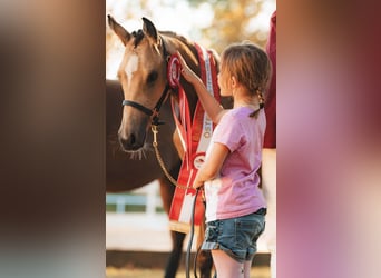 Pony tedesco, Giumenta, 1 Anno