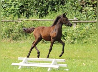 Pony tedesco, Giumenta, 1 Anno, Falbo baio