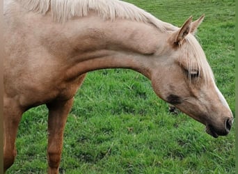 Pony tedesco, Giumenta, 1 Anno, Palomino