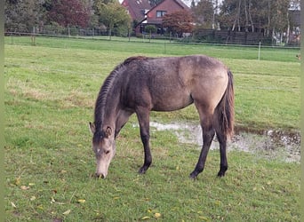 Pony tedesco, Giumenta, 1 Anno, Pelle di daino