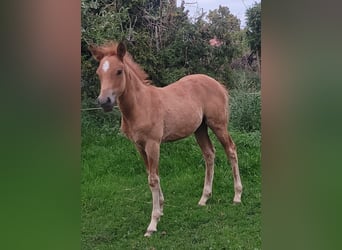 Pony tedesco, Giumenta, 1 Anno, Sauro