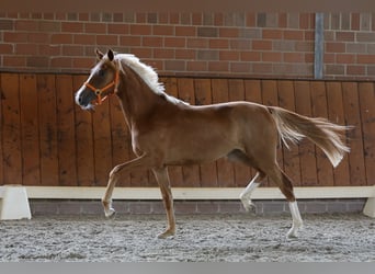 Pony tedesco, Giumenta, 1 Anno, Sauro