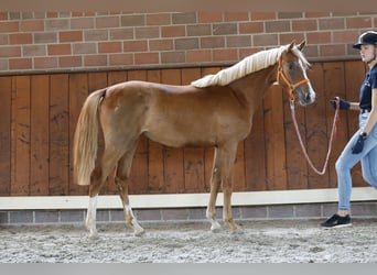 Pony tedesco, Giumenta, 1 Anno, Sauro