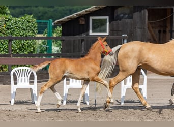 Pony tedesco, Giumenta, 1 Anno, Sauro
