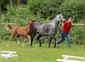 Pony tedesco, Giumenta, 1 Anno, Sauro