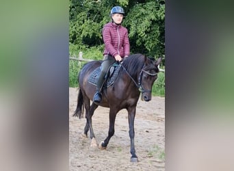 Pony tedesco, Giumenta, 20 Anni, 145 cm, Baio scuro