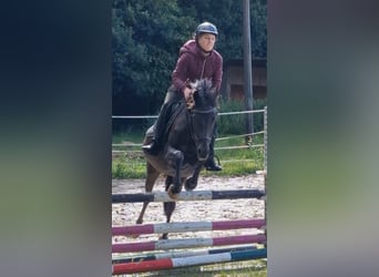 Pony tedesco, Giumenta, 20 Anni, 145 cm, Baio scuro