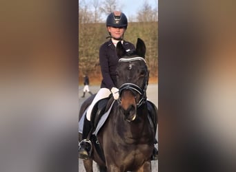 Pony tedesco, Giumenta, 22 Anni, 146 cm, Baio scuro