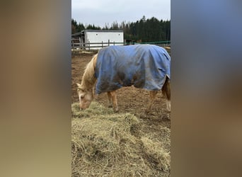Pony tedesco, Giumenta, 2 Anni, 135 cm, Palomino